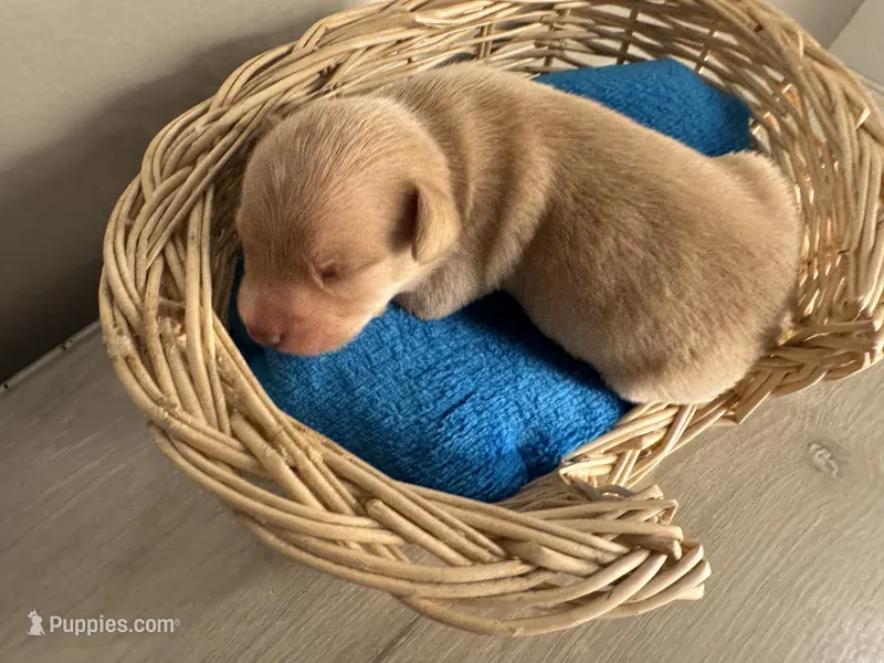 Corn muffin – Chihuahua puppy for sale in Woodstock, GA