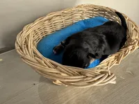 Jet boy, a male Pomchi for sale in Woodstock, GA – 4 of 10