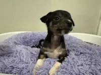 Yummy, a female Chihuahua for sale in Woodstock, GA – 6 of 10