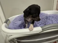 Yummy, a female Chihuahua for sale in Woodstock, GA – 7 of 10