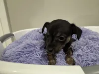 Kit kat, a male Chihuahua for sale in Woodstock, GA – 9 of 10