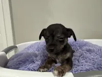 Kit kat, a male Chihuahua for sale in Woodstock, GA – 7 of 10