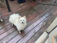 Pony , a female Pomeranian for sale in Woodstock, GA – 7 of 9