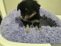 Pickle , a male Chihuahua for sale in Woodstock, GA – 10 of 10