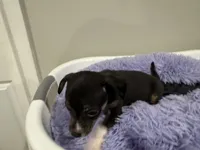 Yummy, a female Chihuahua for sale in Woodstock, GA – 3 of 10