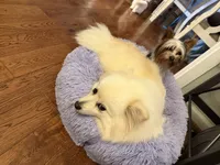 Pony , a female Pomeranian for sale in Woodstock, GA – 9 of 9