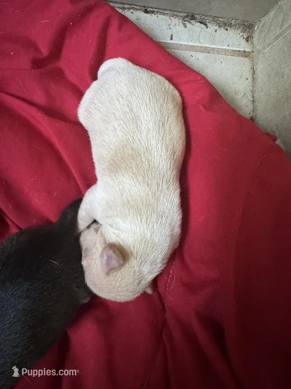 Chewey – Chihuahua puppy for sale in Woodstock, GA