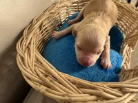 Copper, a male Pomchi for sale in Woodstock, GA – 3 of 10