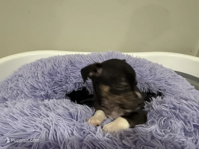 Yummy – Chihuahua puppy for sale in Woodstock, GA
