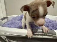 Corn bread, a male Chihuahua for sale in Woodstock, GA – 4 of 10