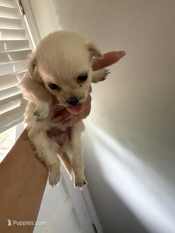 Pibble  – Pomchi puppy for sale in Woodstock, GA