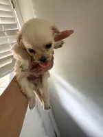 Pibble , a female Pomchi for sale in Woodstock, GA – 1 of 10