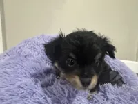 Pickle , a male Chihuahua for sale in Woodstock, GA – 4 of 10