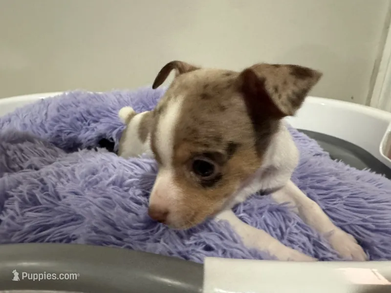 Corn bread – Chihuahua puppy for sale in Woodstock, GA