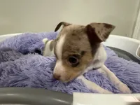 Corn bread, a male Chihuahua for sale in Woodstock, GA – 1 of 10