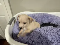 Chewey, a male Chihuahua for sale in Woodstock, GA – 1 of 10