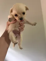 Pibble , a female Pomchi for sale in Woodstock, GA – 7 of 10