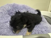 Pickle , a male Chihuahua for sale in Woodstock, GA – 9 of 10