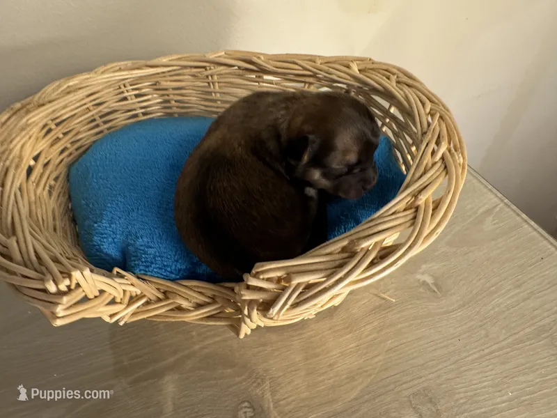 Sable, a male Pomchi for sale in Woodstock, GA – 1 of 1