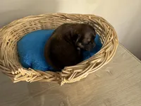 Sable, a male Pomchi for sale in Woodstock, GA – 1 of 1