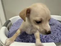 Chewey, a male Chihuahua for sale in Woodstock, GA – 3 of 10