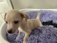Chewey, a male Chihuahua for sale in Woodstock, GA – 5 of 10