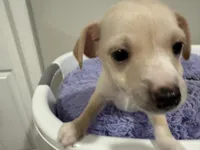 Creamy, a male Chihuahua for sale in Woodstock, GA – 1 of 10