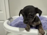 Kit kat, a male Chihuahua for sale in Woodstock, GA – 2 of 10