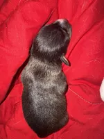 Jet, a male Chihuahua for sale in Woodstock, GA – 3 of 10