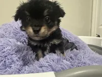 Pickle , a male Chihuahua for sale in Woodstock, GA – 6 of 10