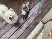 Pony , a female Pomeranian for sale in Woodstock, GA – 8 of 9