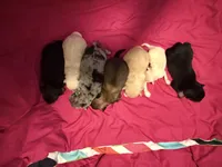 Pibble , a female Pomchi for sale in Woodstock, GA – 6 of 10