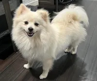 Pony , a female Pomeranian for sale in Woodstock, GA – 2 of 9