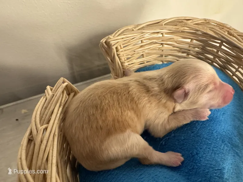 Copper – Pomchi puppy for sale in Woodstock, GA