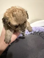 Sable, a female Pomchi for sale in Woodstock, GA – 4 of 5