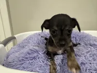 Kit kat, a male Chihuahua for sale in Woodstock, GA – 6 of 10