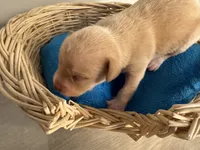 Corn muffin, a male Chihuahua for sale in Woodstock, GA – 3 of 10