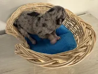 Oreo boy, a male Pomchi for sale in Woodstock, GA – 5 of 10