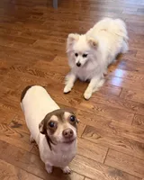Pony , a female Pomeranian for sale in Woodstock, GA – 3 of 9