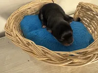 Jet boy, a male Pomchi for sale in Woodstock, GA – 7 of 10