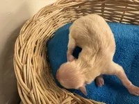 Pibble , a female Pomchi for sale in Woodstock, GA – 10 of 10