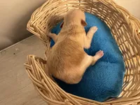 Copper, a male Pomchi for sale in Woodstock, GA – 7 of 10