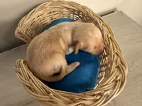 Corn muffin, a male Chihuahua for sale in Woodstock, GA – 4 of 10