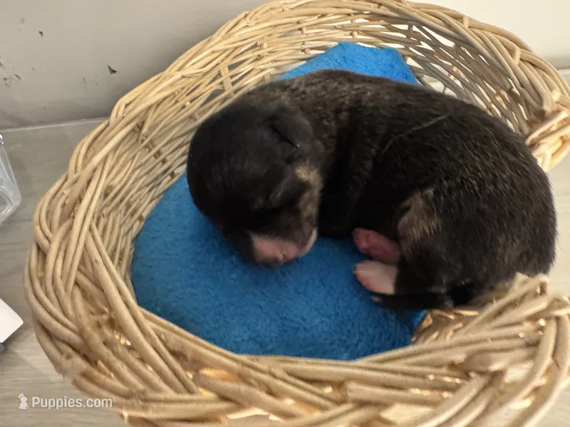 Jack black  – Chihuahua puppy for sale in Woodstock, GA
