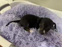 Yummy, a female Chihuahua for sale in Woodstock, GA – 10 of 10