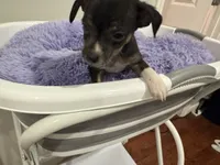 Yummy, a female Chihuahua for sale in Woodstock, GA – 4 of 10