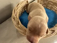 Corn muffin, a male Chihuahua for sale in Woodstock, GA – 5 of 10