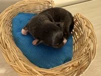 Jack black , a male Chihuahua for sale in Woodstock, GA – 7 of 10