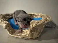 Oreo boy, a male Pomchi for sale in Woodstock, GA – 1 of 10