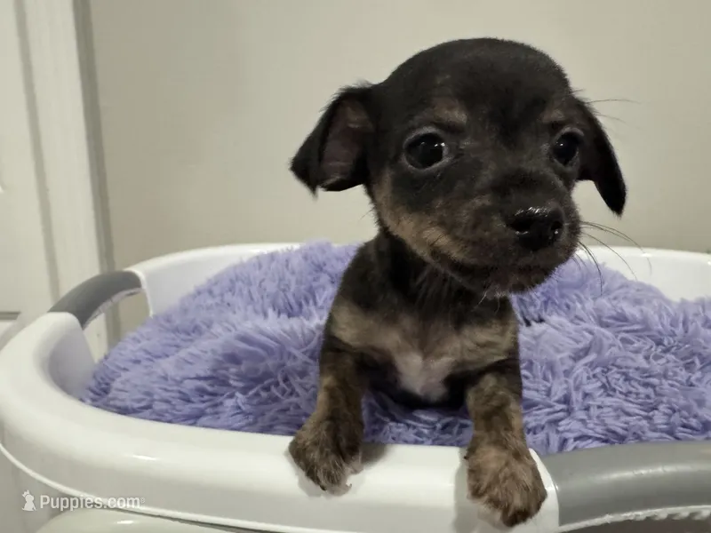 Kit kat – Chihuahua puppy for sale in Woodstock, GA
